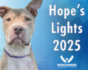 Wisconsin Humane Society Hope Lights